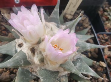 Ariocarpus confusus Lampacitos